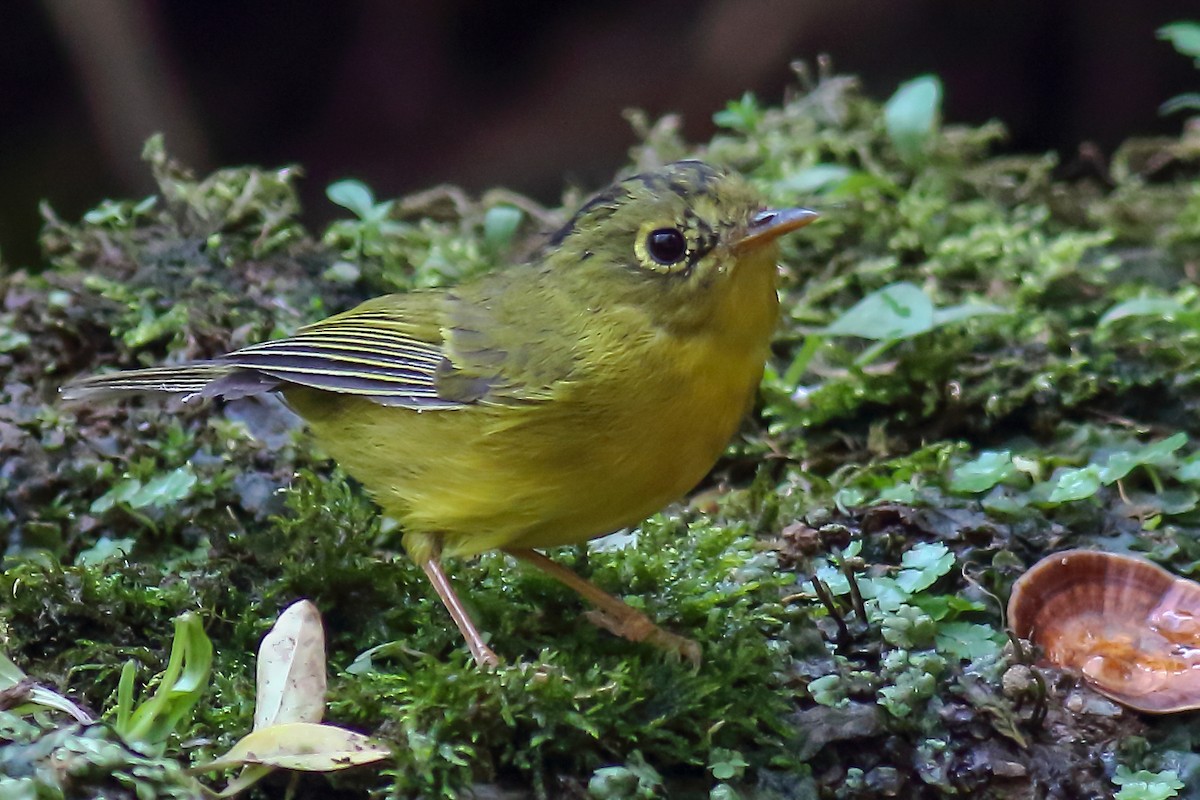 Whistler's Warbler - ML616357345