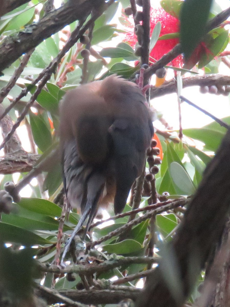 Red-faced Mousebird - ML616357363