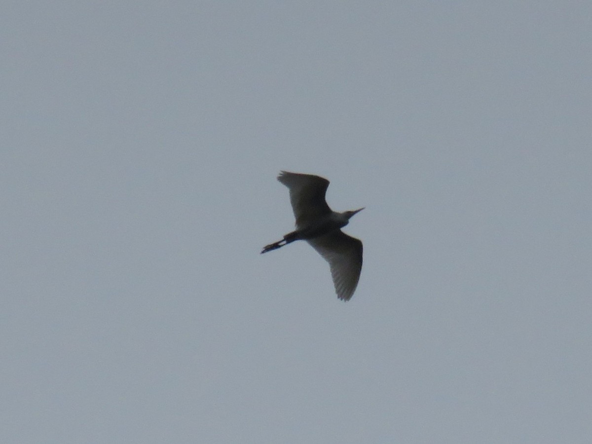 Western Cattle Egret - ML616357366