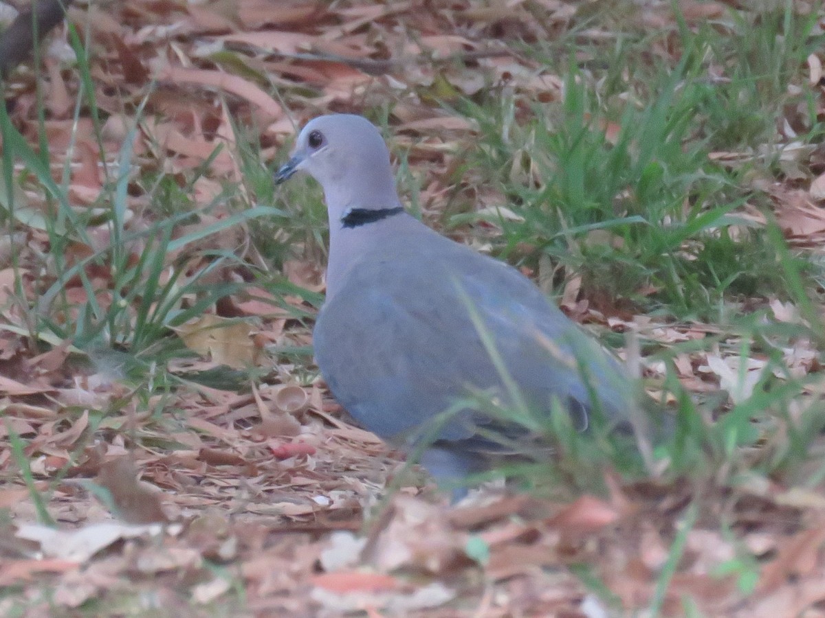 Red-eyed Dove - ML616357388