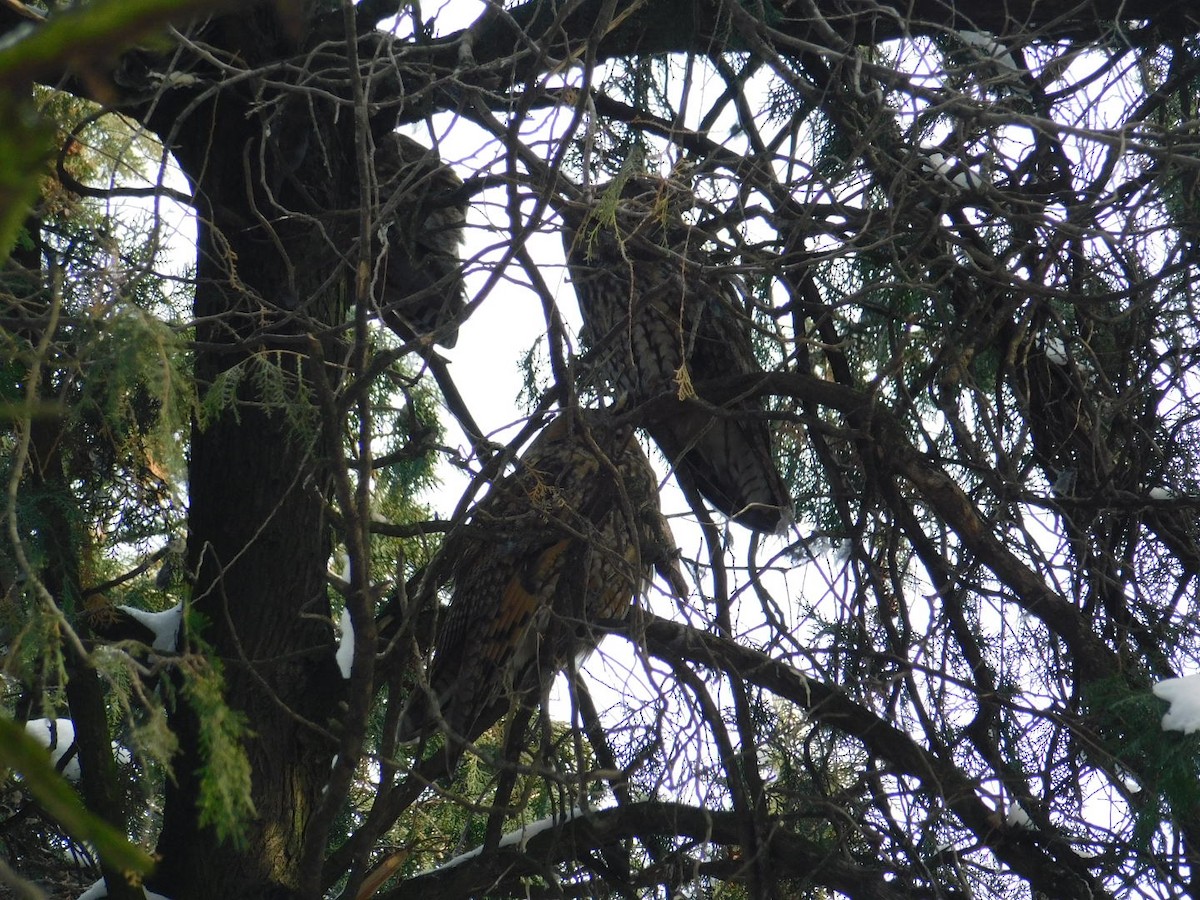 Long-eared Owl - ML616357425