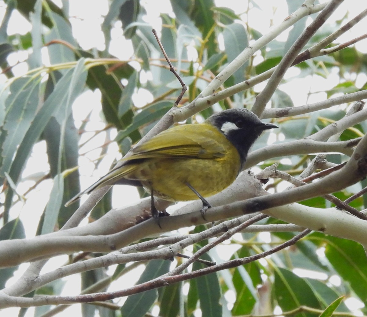 White-eared Honeyeater - ML616357432