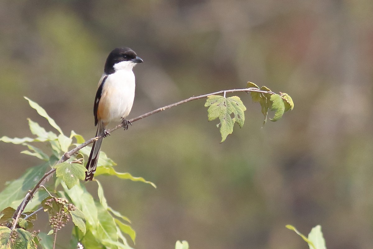 Long-tailed Shrike - ML616357442