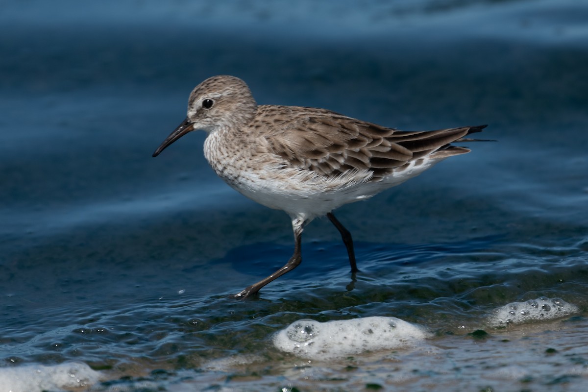 White-rumped Sandpiper - ML616357489