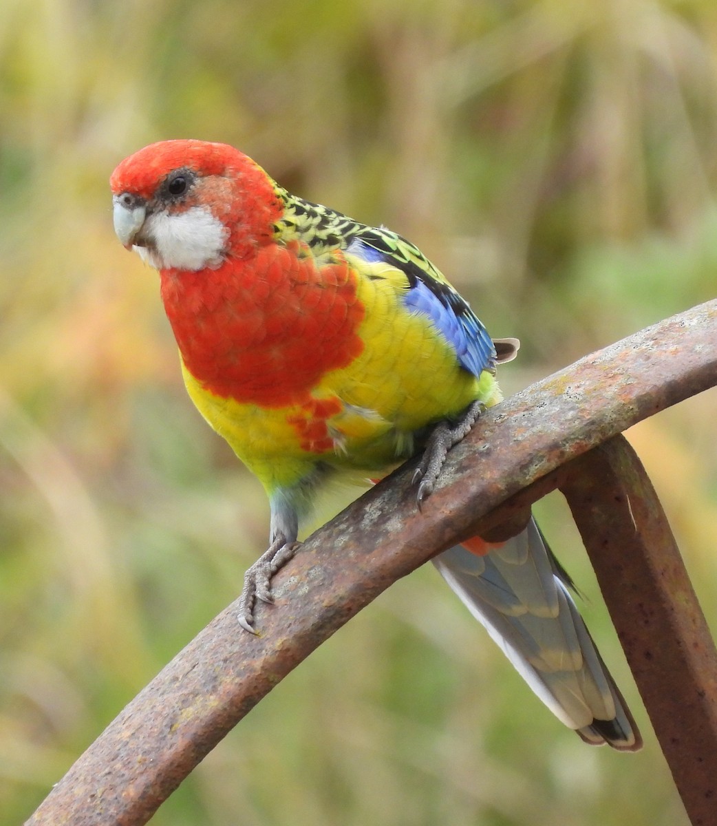 Eastern Rosella - ML616357490