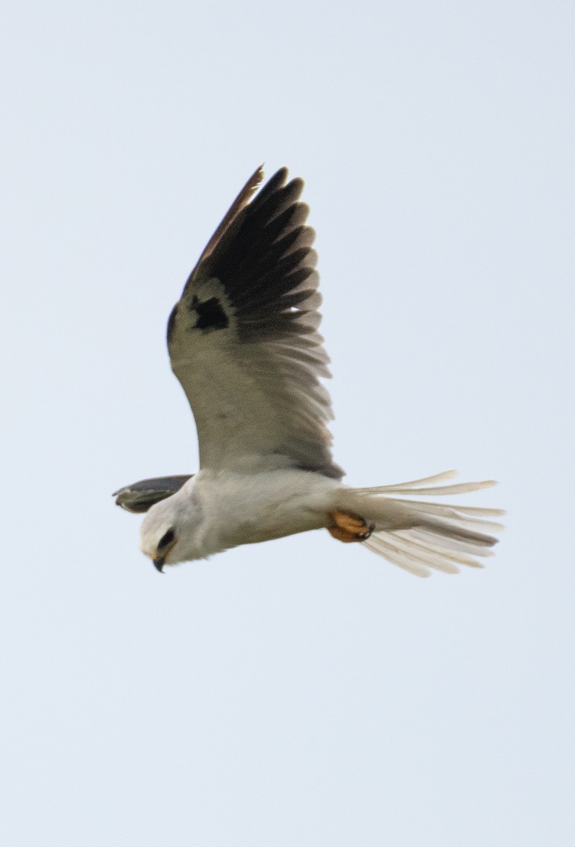 White-tailed Kite - ML616357520