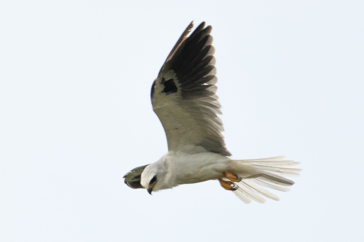 White-tailed Kite - ML616357521