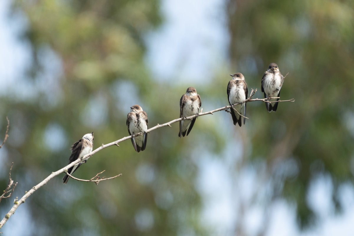 Brown-chested Martin - ML616357533