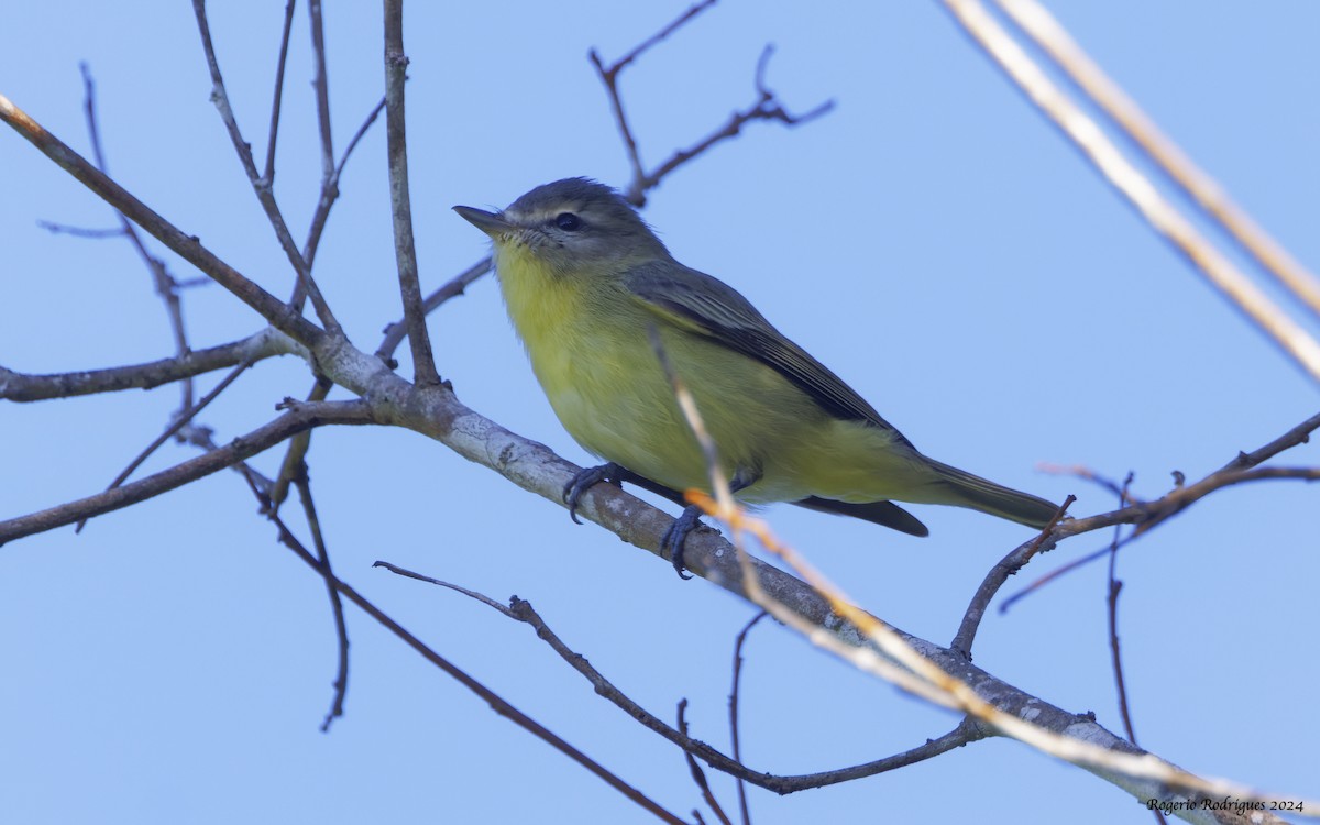 Tennessee Warbler - Rogério Rodrigues