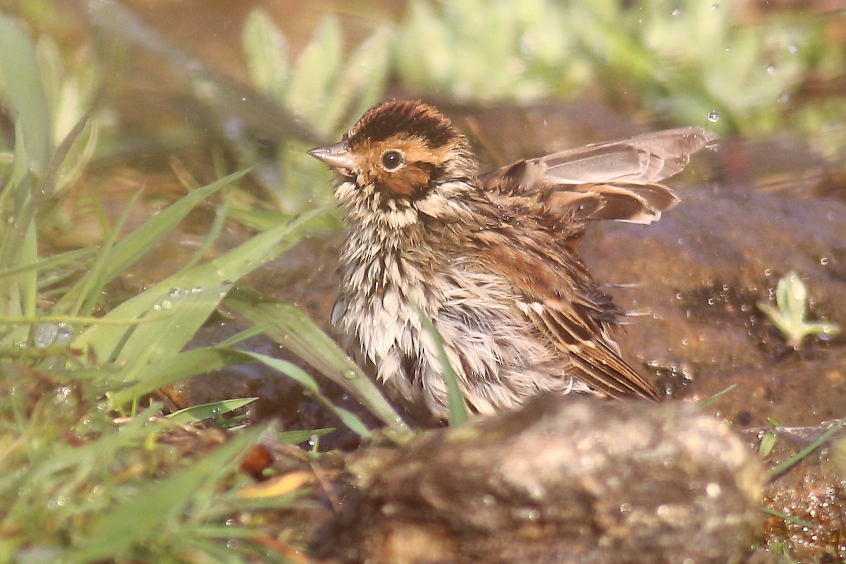 Little Bunting - ML616357579