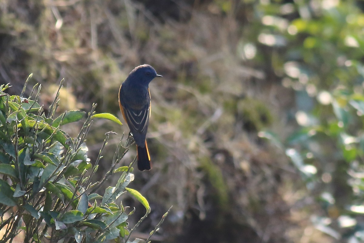 Blue-fronted Redstart - ML616357590