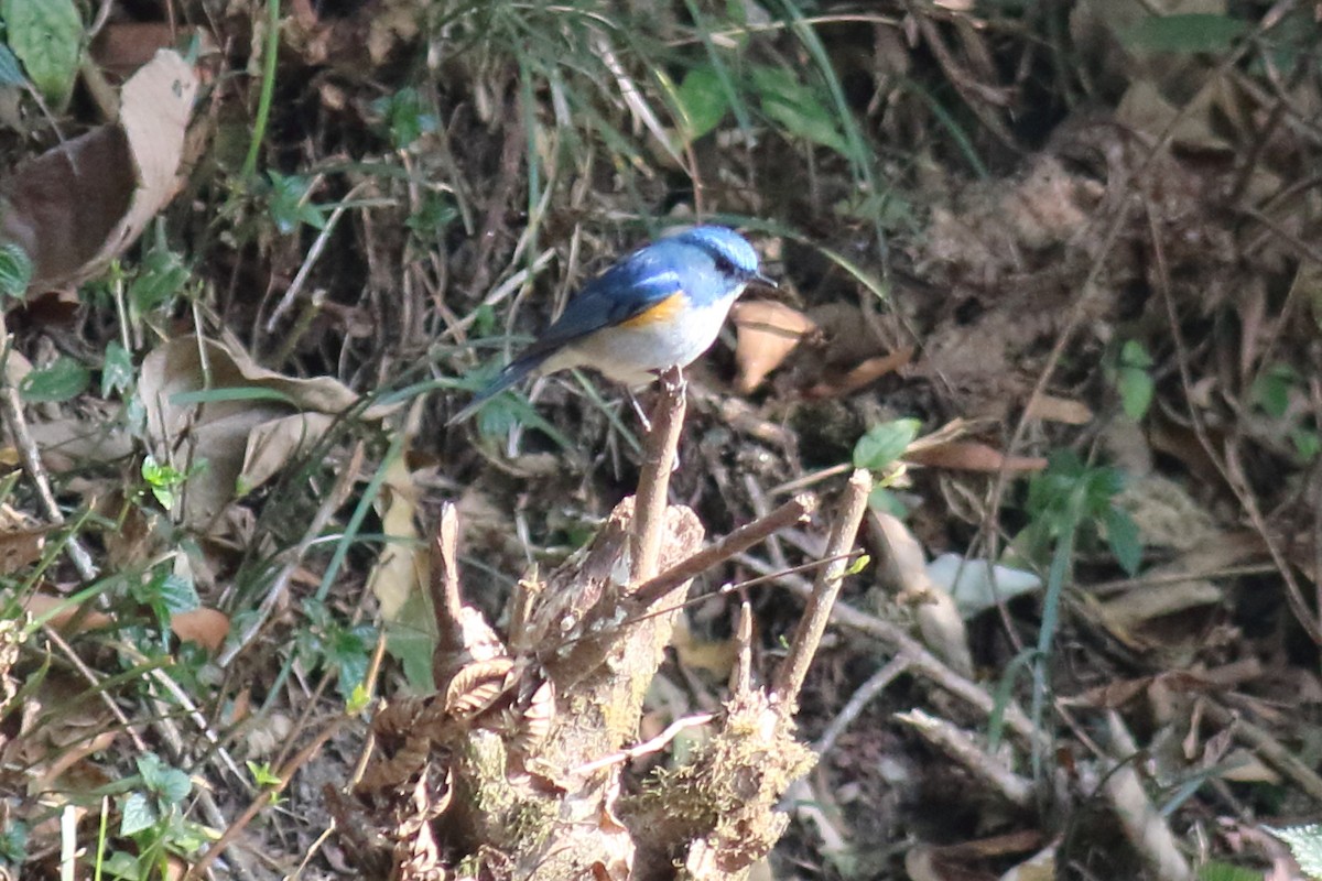 Himalayan Bluetail - ML616357594