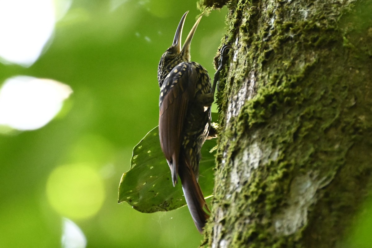 Black-striped Woodcreeper - Anonymous