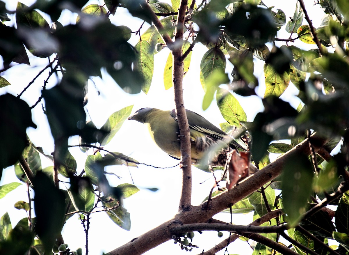 Yellow-footed Green-Pigeon - ML616357603
