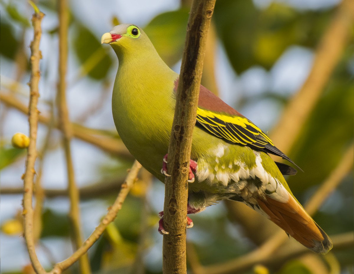 Thick-billed Green-Pigeon - ML616357671