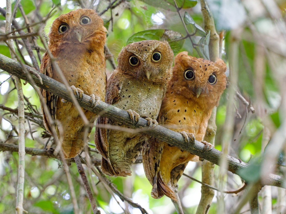 Sokoke Scops-Owl - ML616357774