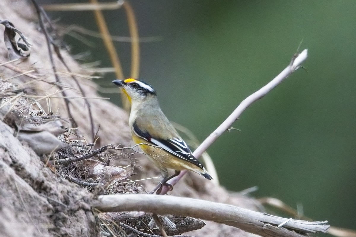 Striated Pardalote - James Berry