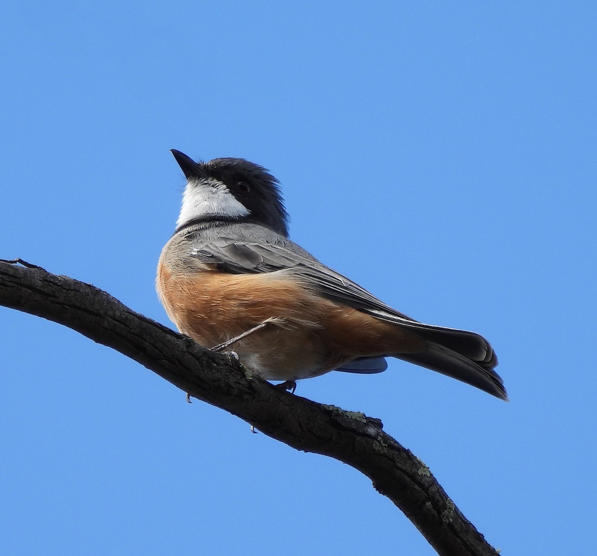 Rufous Whistler - ML616357860