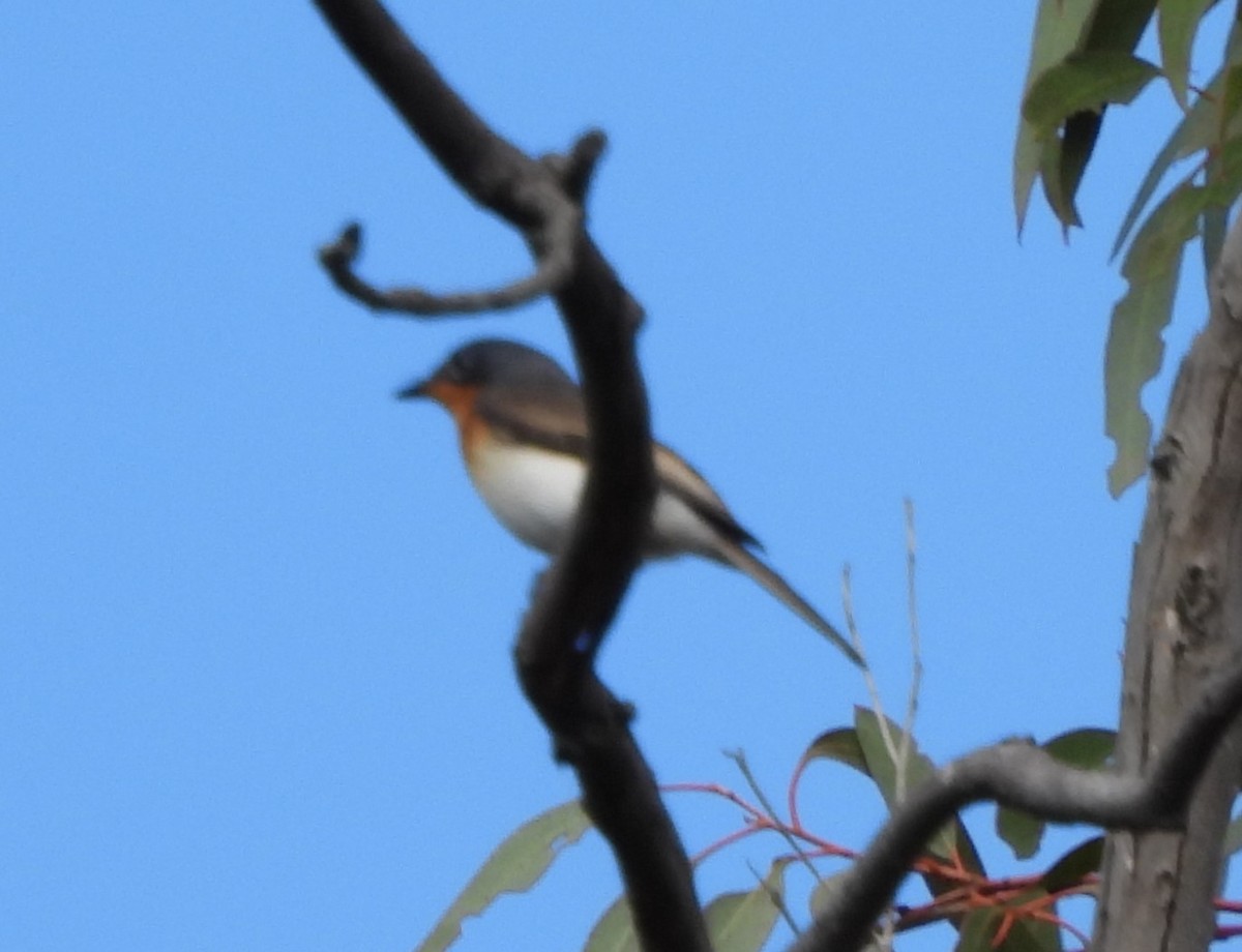 Leaden Flycatcher - ML616357865