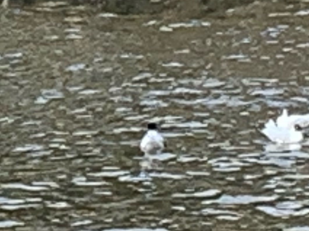 Mediterranean Gull - ML616357880