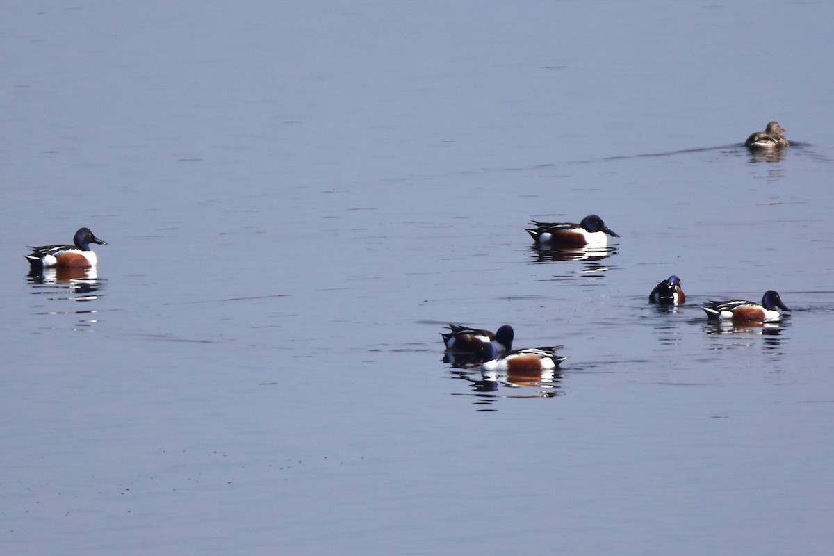 Northern Shoveler - Kudaibergen Amirekul