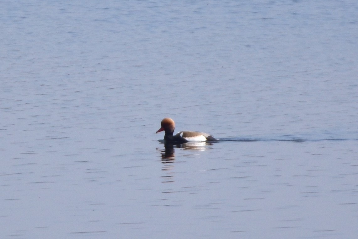 Red-crested Pochard - Kudaibergen Amirekul