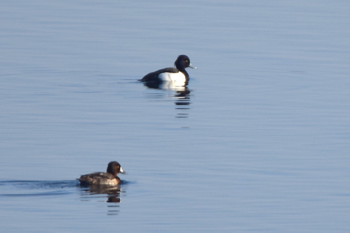 Tufted Duck - Kudaibergen Amirekul