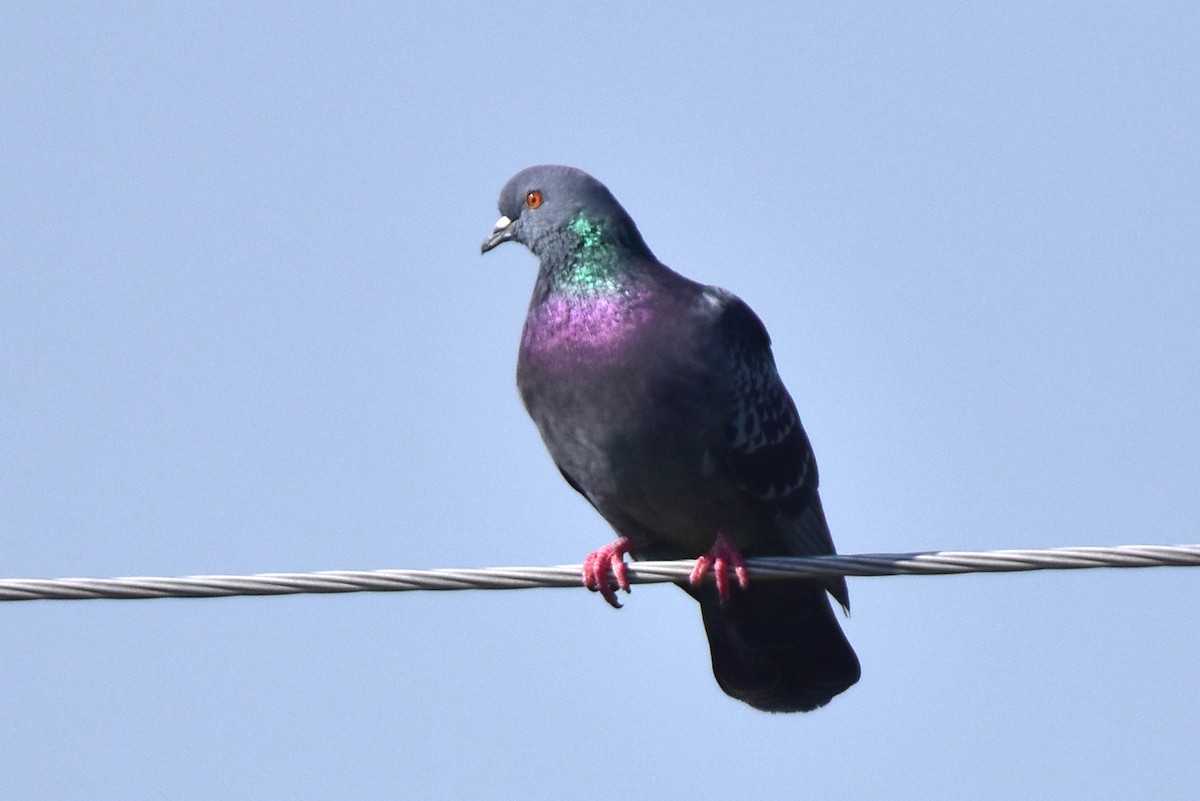 Rock Pigeon (Feral Pigeon) - Kudaibergen Amirekul