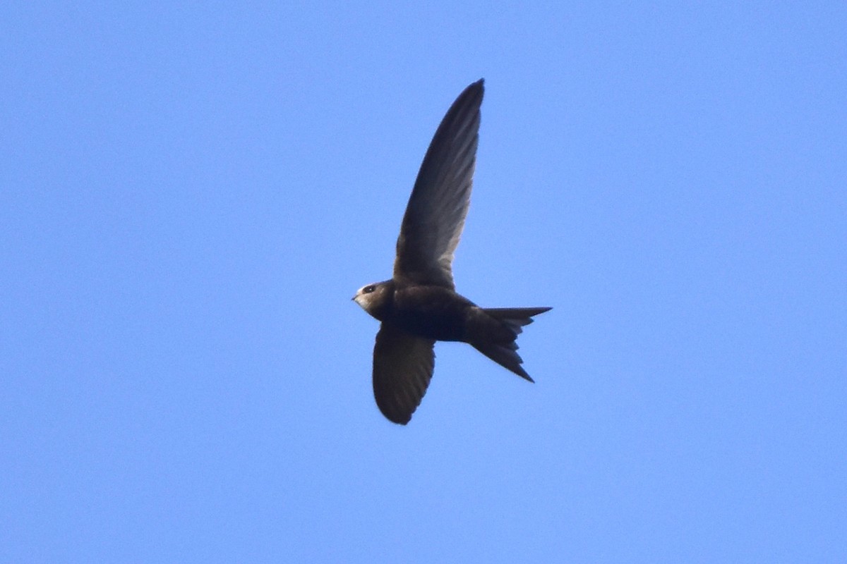 Common Swift - Kudaibergen Amirekul