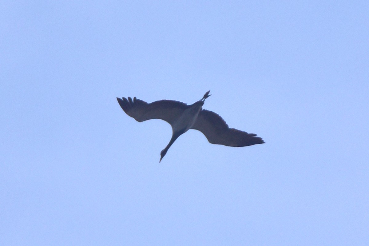 Demoiselle Crane - Kudaibergen Amirekul