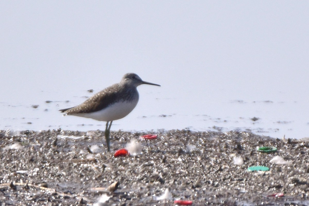 Green Sandpiper - Kudaibergen Amirekul