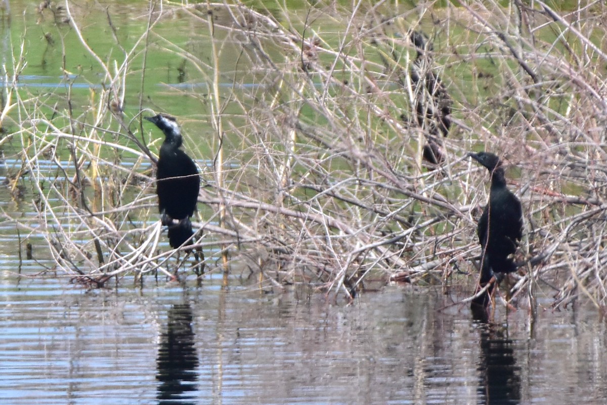 Pygmy Cormorant - Kudaibergen Amirekul