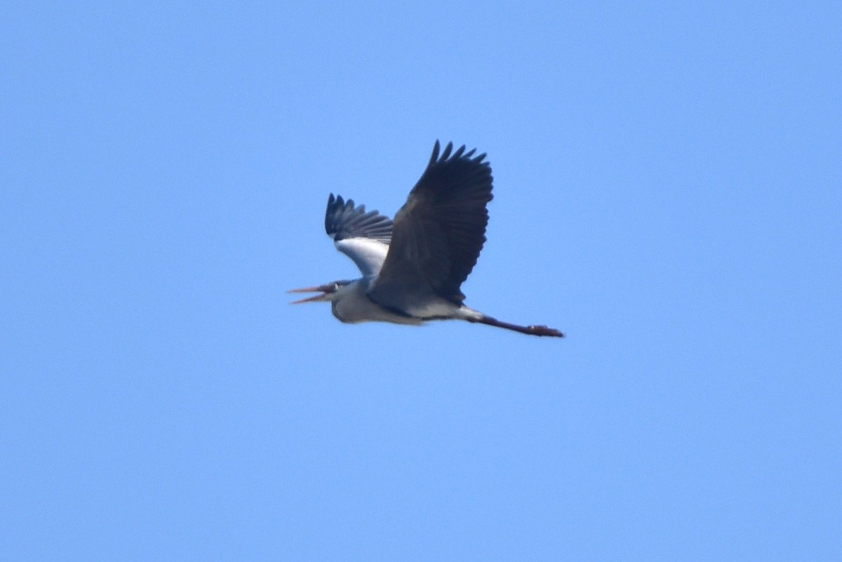 Gray Heron - Kudaibergen Amirekul