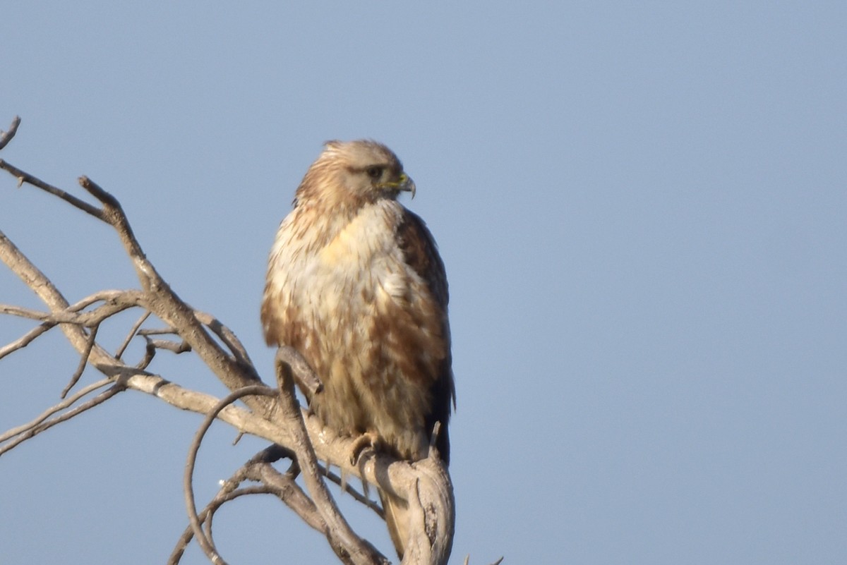 Long-legged Buzzard - Kudaibergen Amirekul