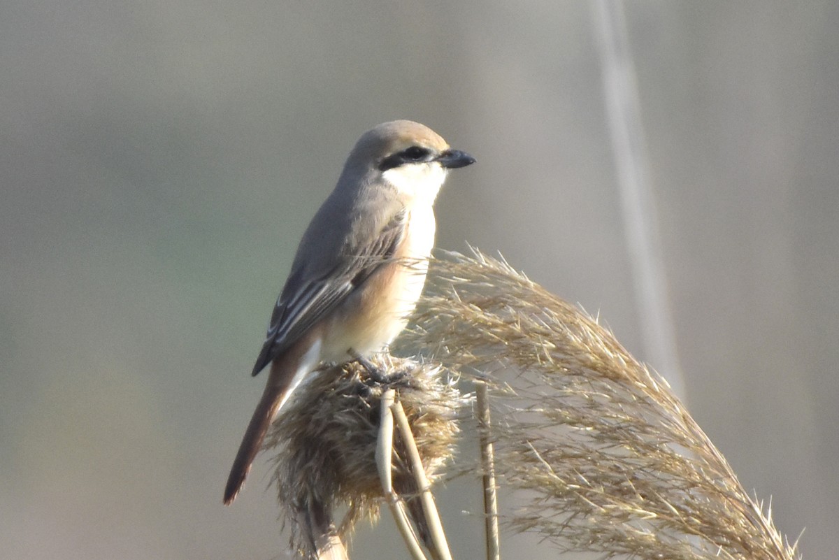 Isabelline Shrike - Kudaibergen Amirekul