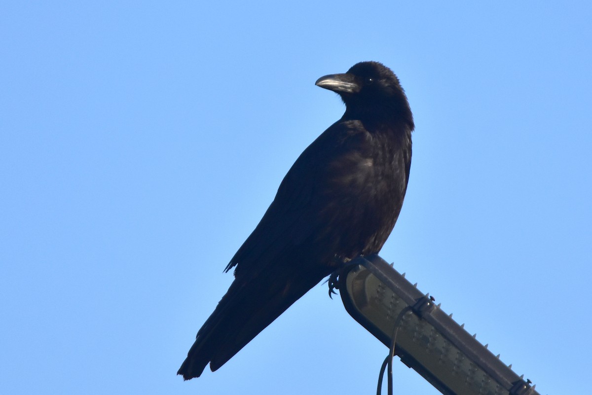 Carrion Crow - Kudaibergen Amirekul