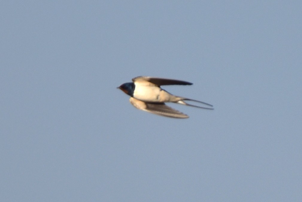 Barn Swallow - Kudaibergen Amirekul