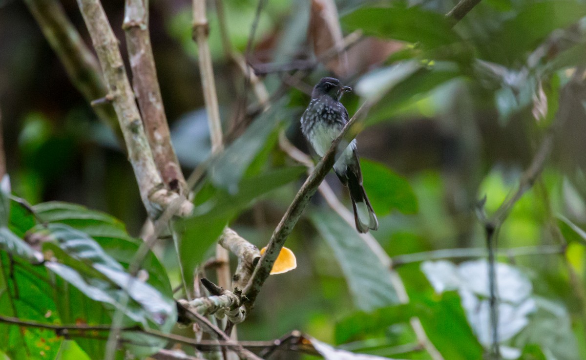 Spotted Fantail - Brian Small