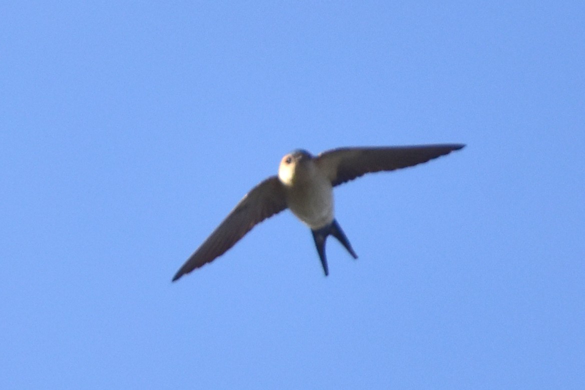 Red-rumped Swallow - Kudaibergen Amirekul