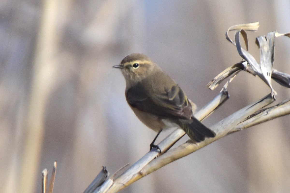 Common Chiffchaff - Kudaibergen Amirekul