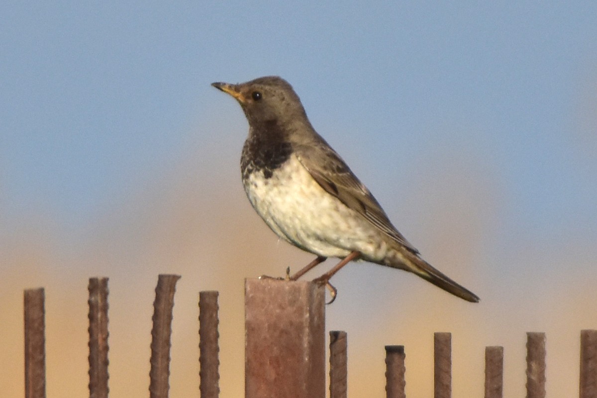 Black-throated Thrush - Kudaibergen Amirekul