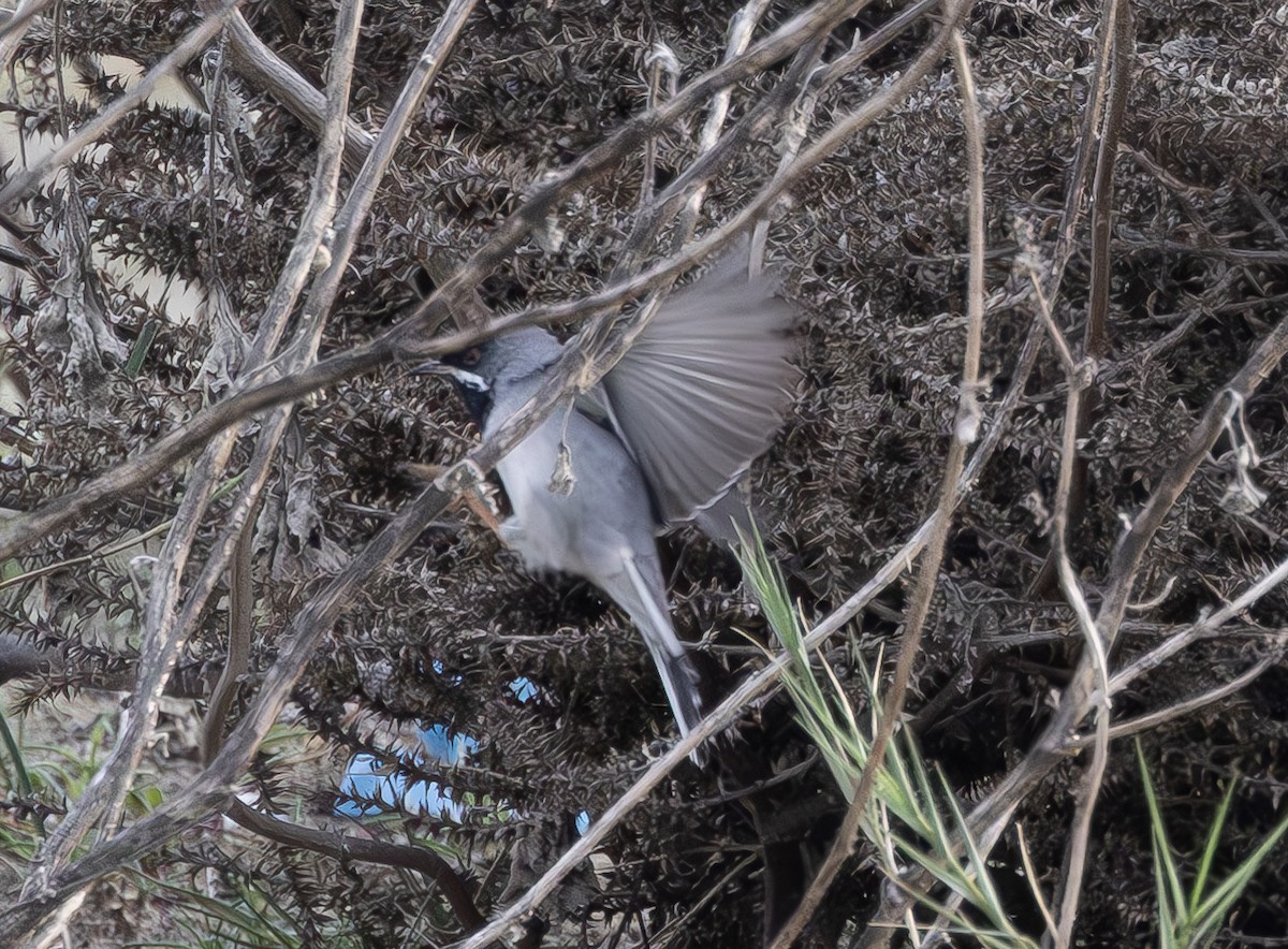 Rüppell's Warbler - ML616358122