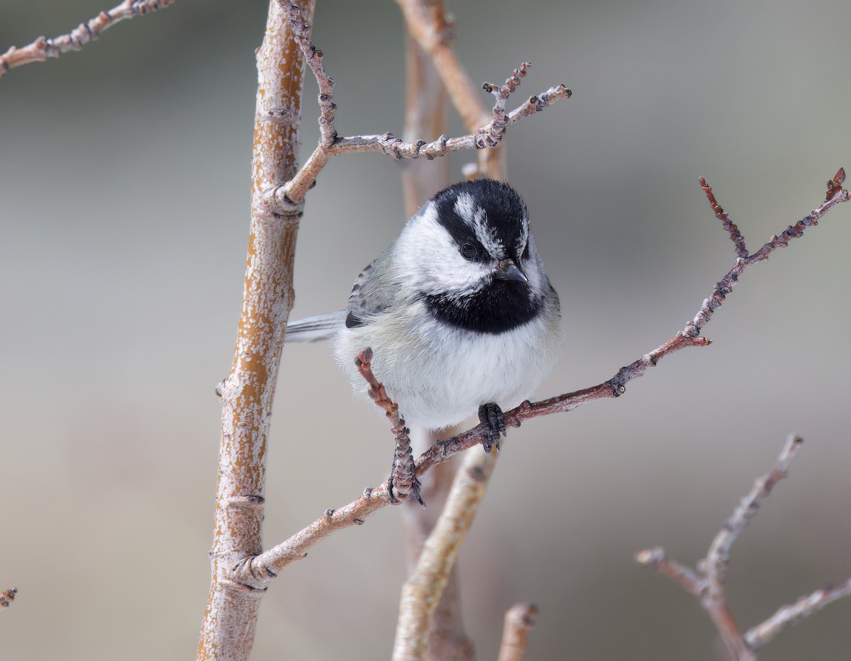 Mountain Chickadee - ML616358170