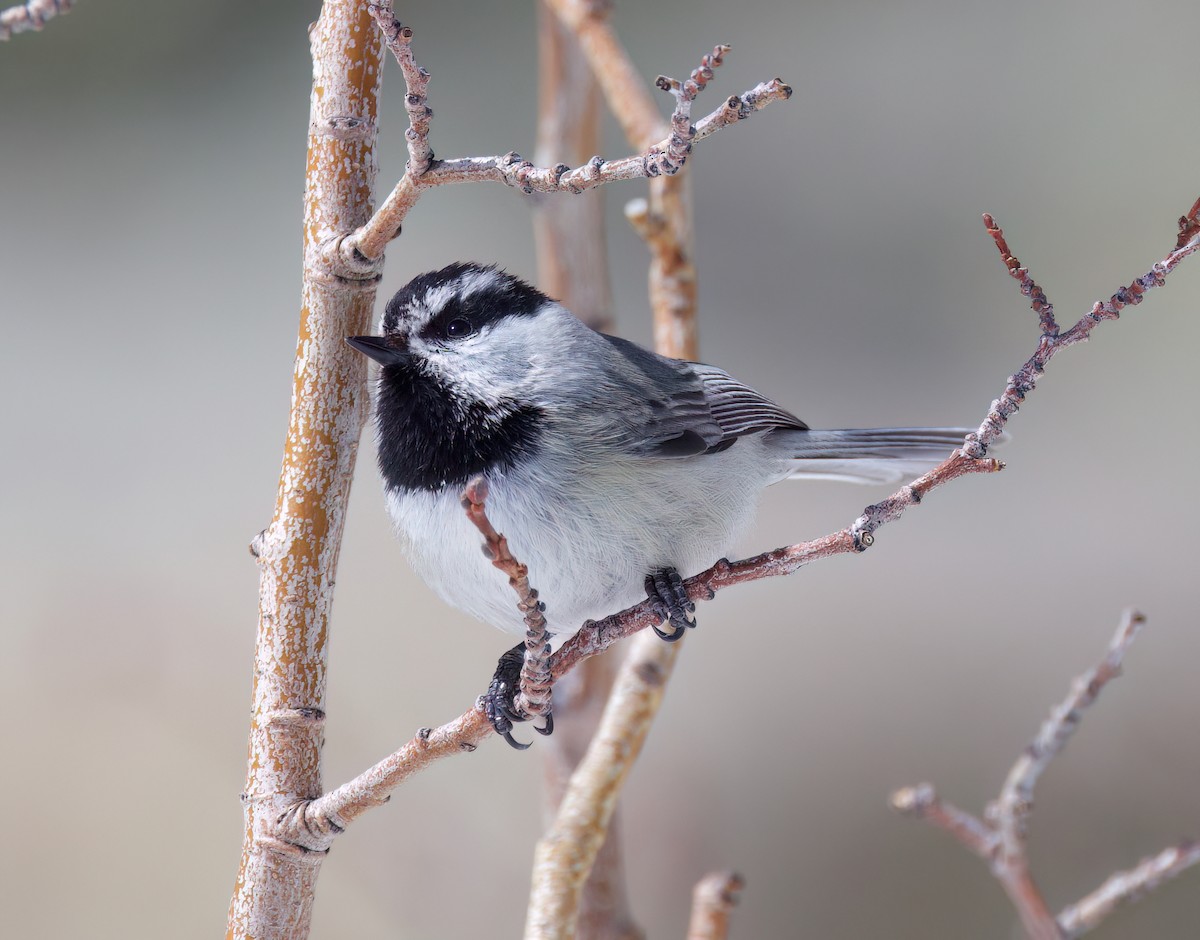 Mountain Chickadee - ML616358171