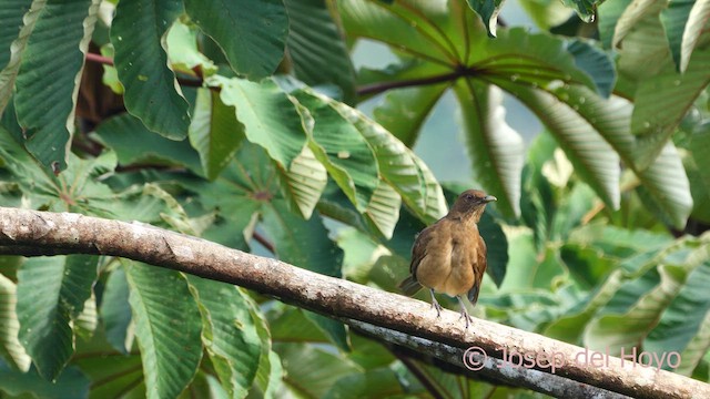 Clay-colored Thrush - ML616358201