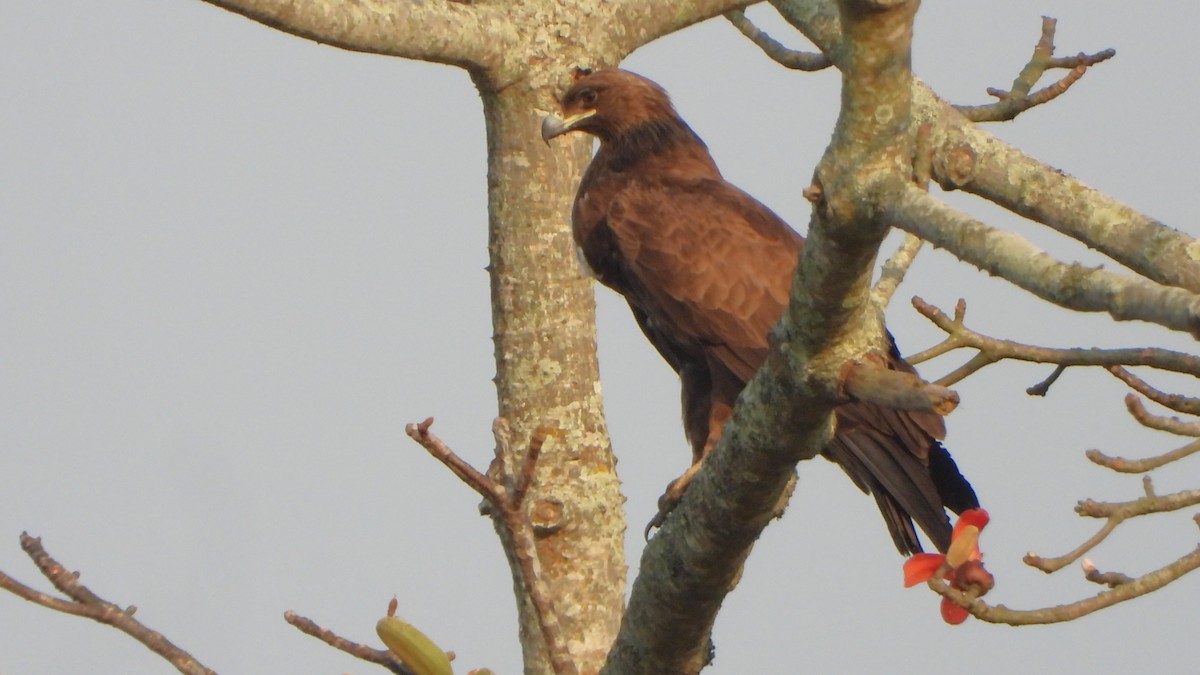 Бор бүргэд - ML616358203