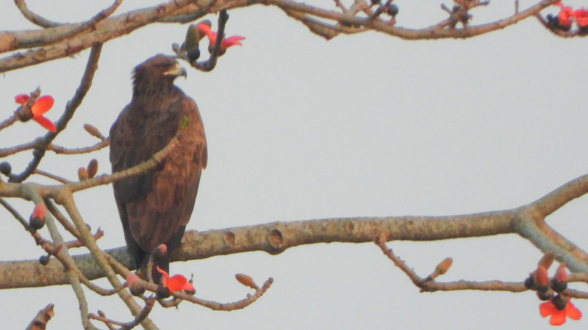 Бор бүргэд - ML616358204