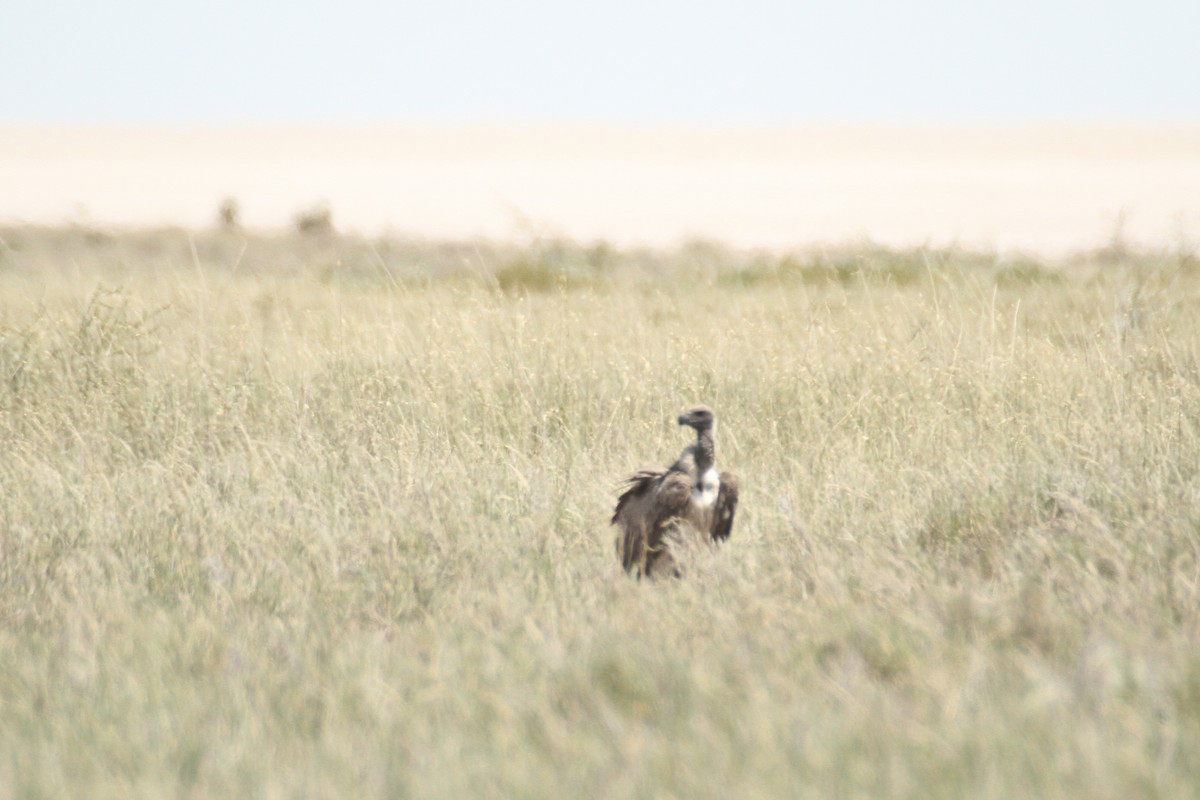 White-backed Vulture - ML616358205