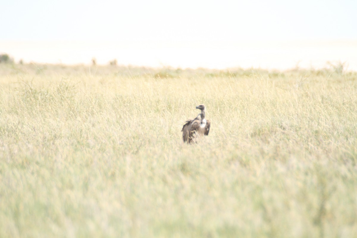 White-backed Vulture - ML616358206