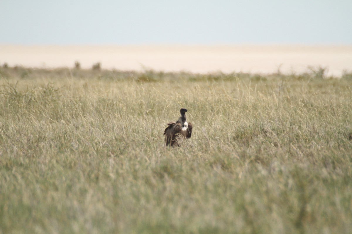 White-backed Vulture - ML616358207